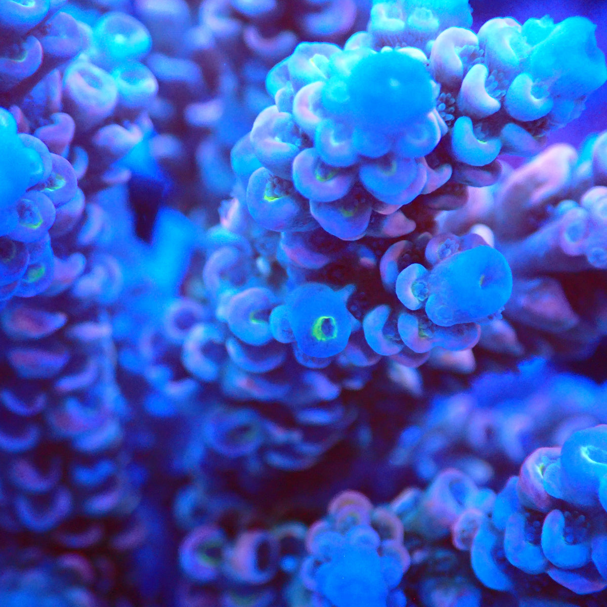 Acro Colony T3C8 macro