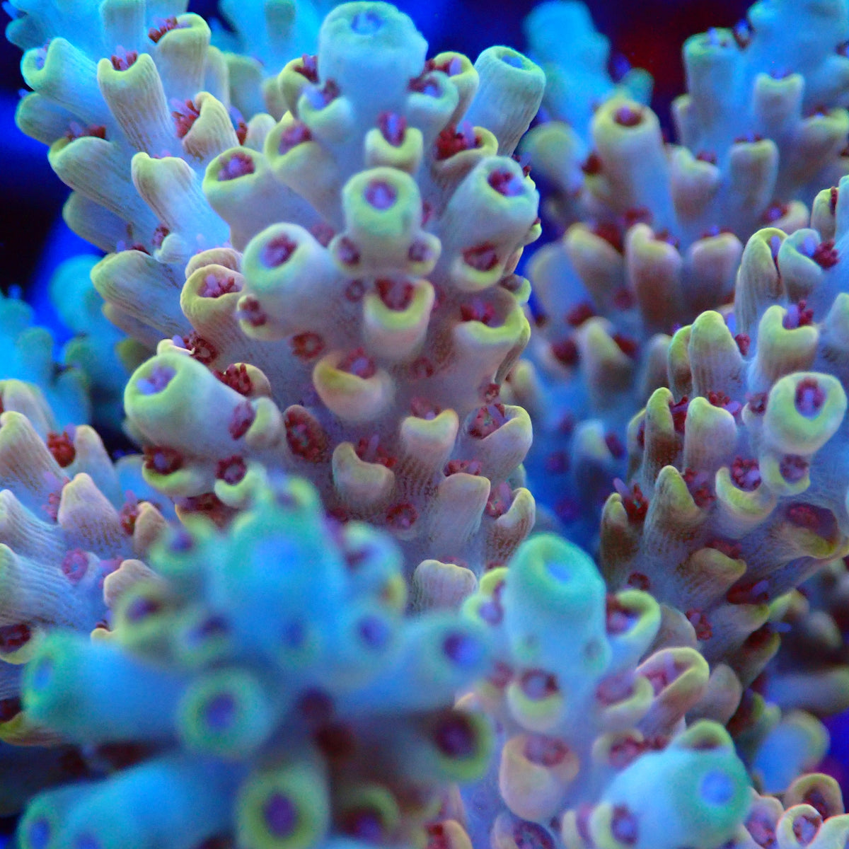 Acro Colony T3C9 macro