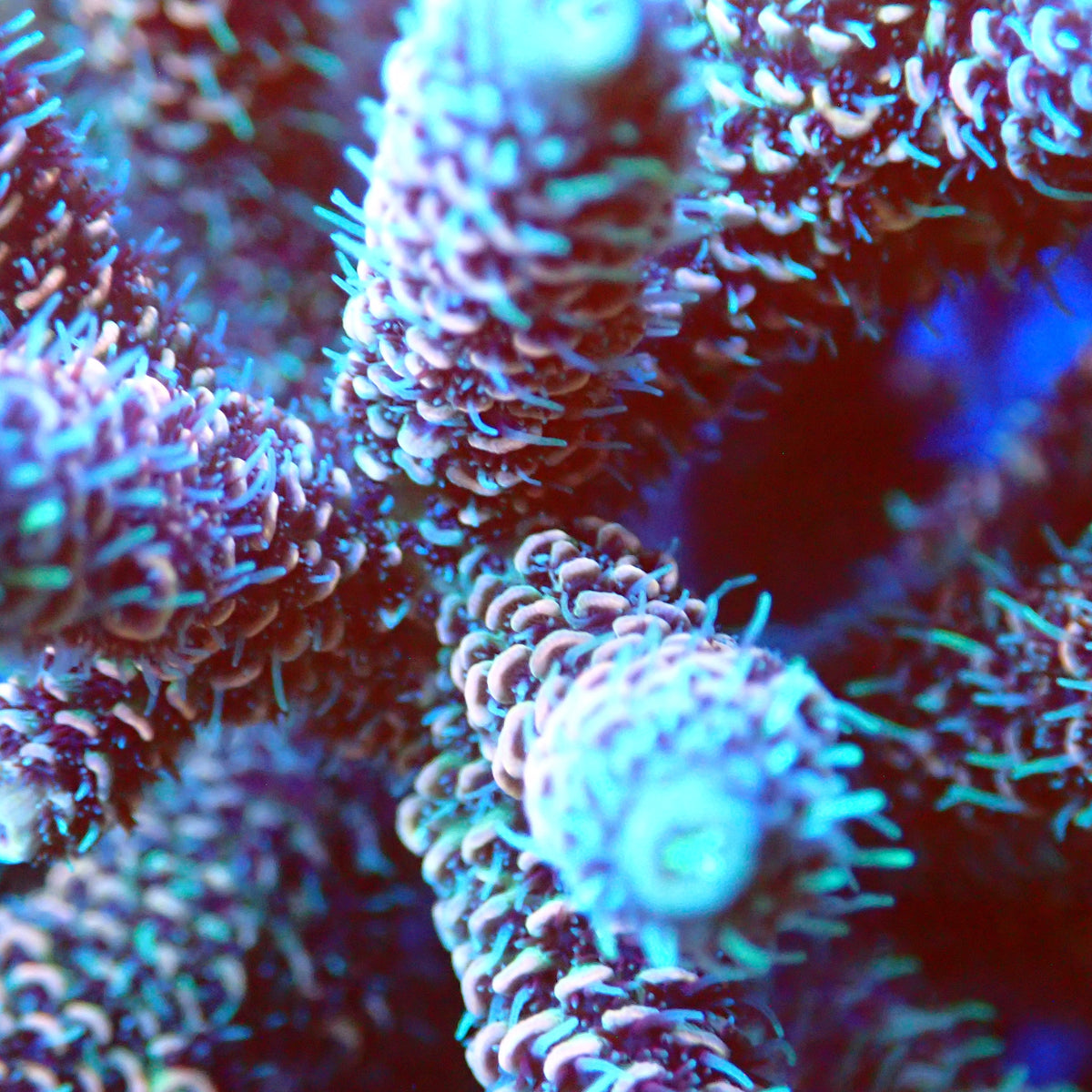 Acro Colony T3E1 macro