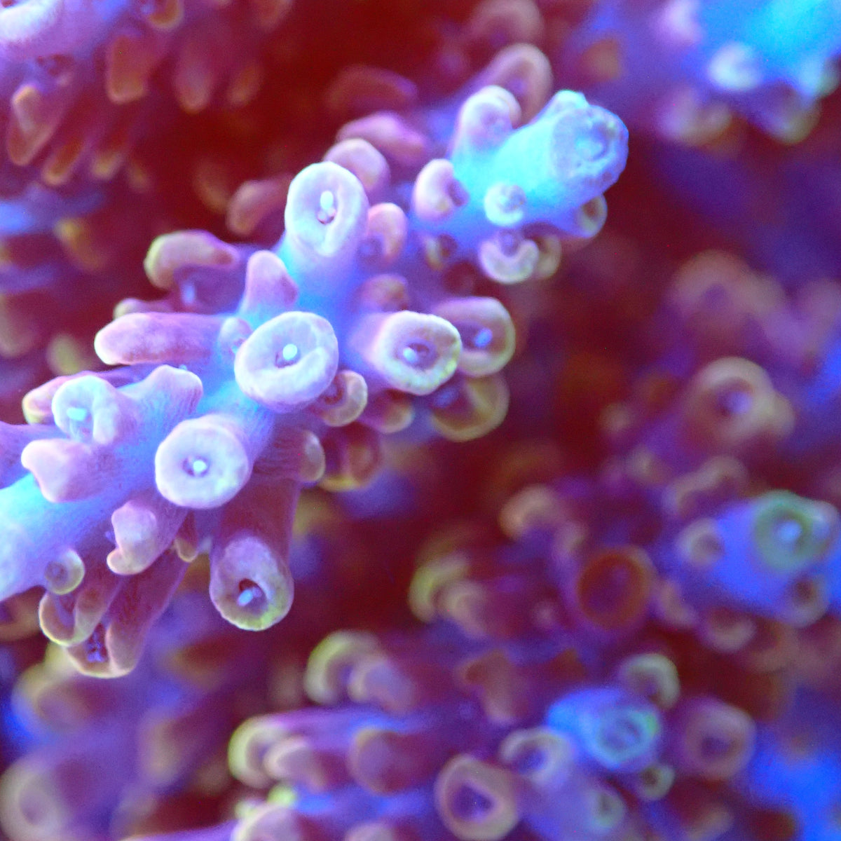 Acro Colony T3E10 macro