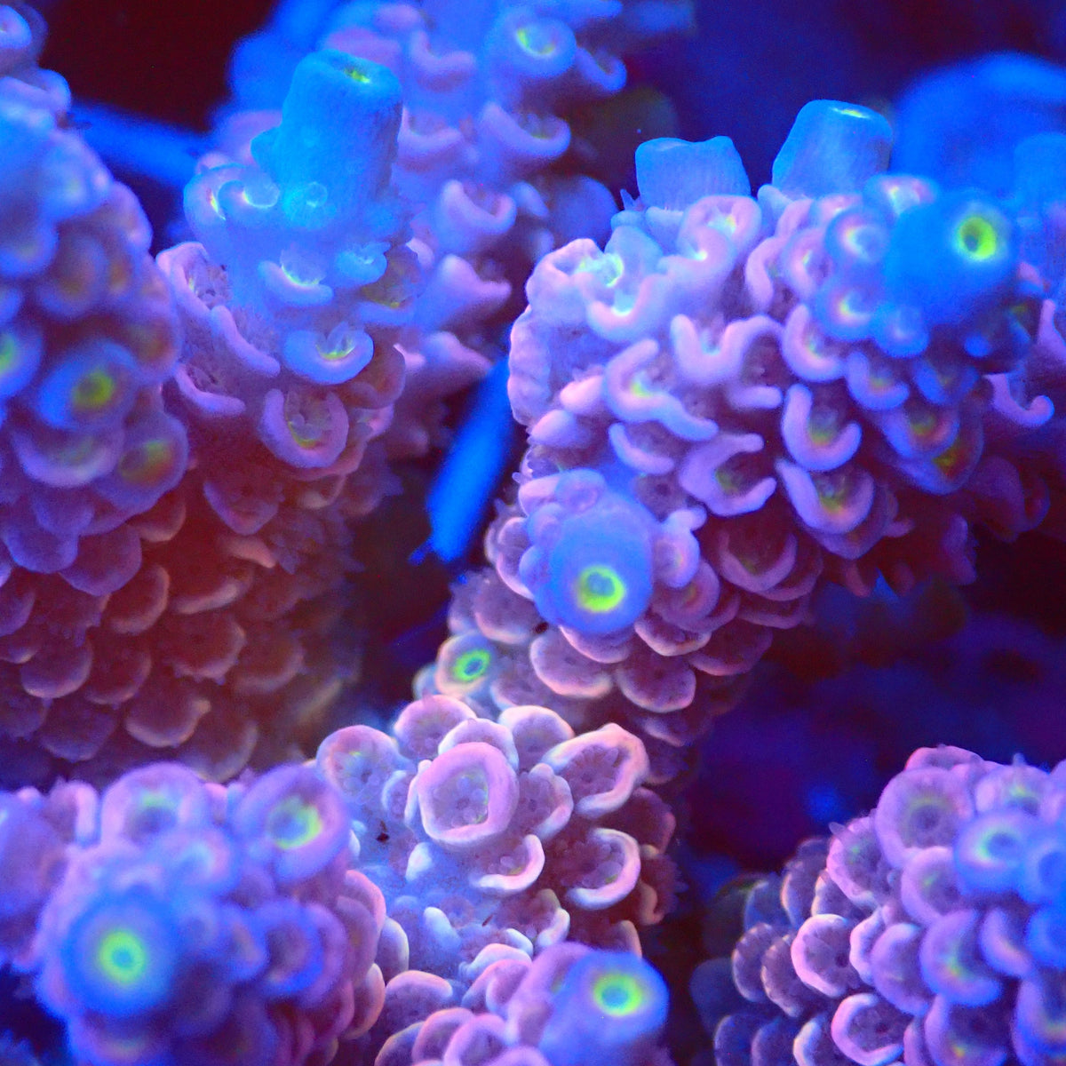 Acro Colony T3E11 macro