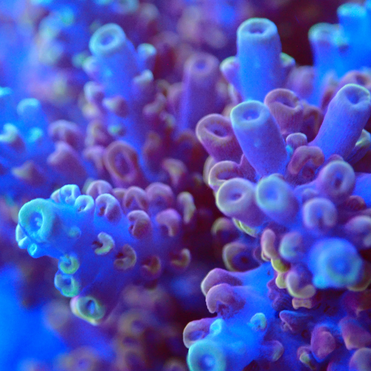 Acro Colony T3E12 macro