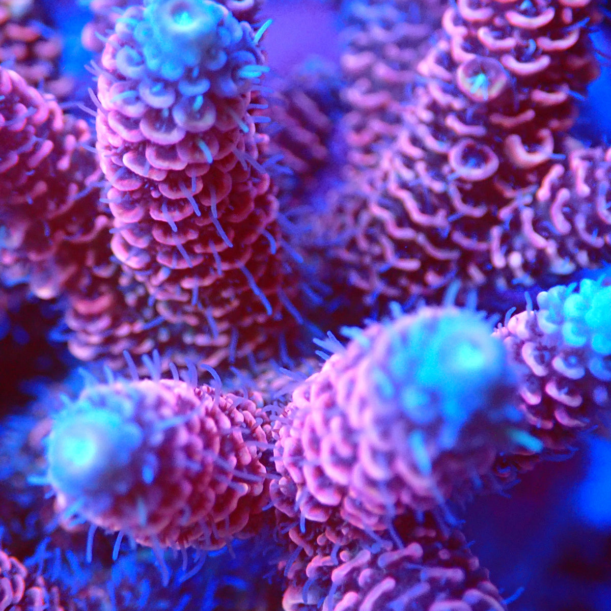 Acro Colony T3E2 macro
