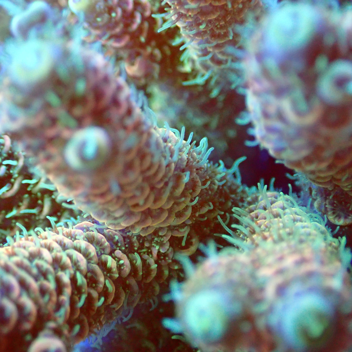 Acro Colony T3E3 macro