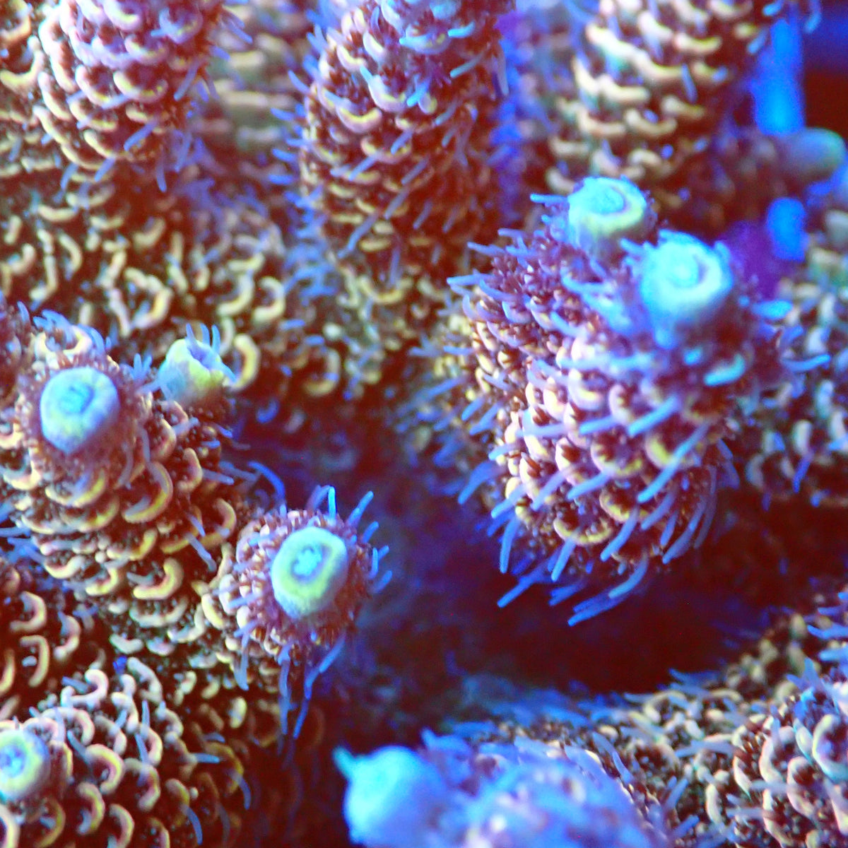 Acro Colony T3E4 macro