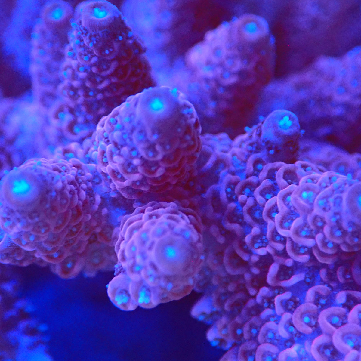 Acro Colony T3E5 macro