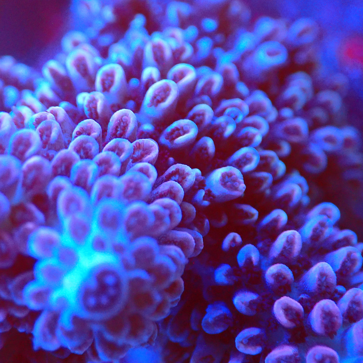 Acro Colony T3E6 macro
