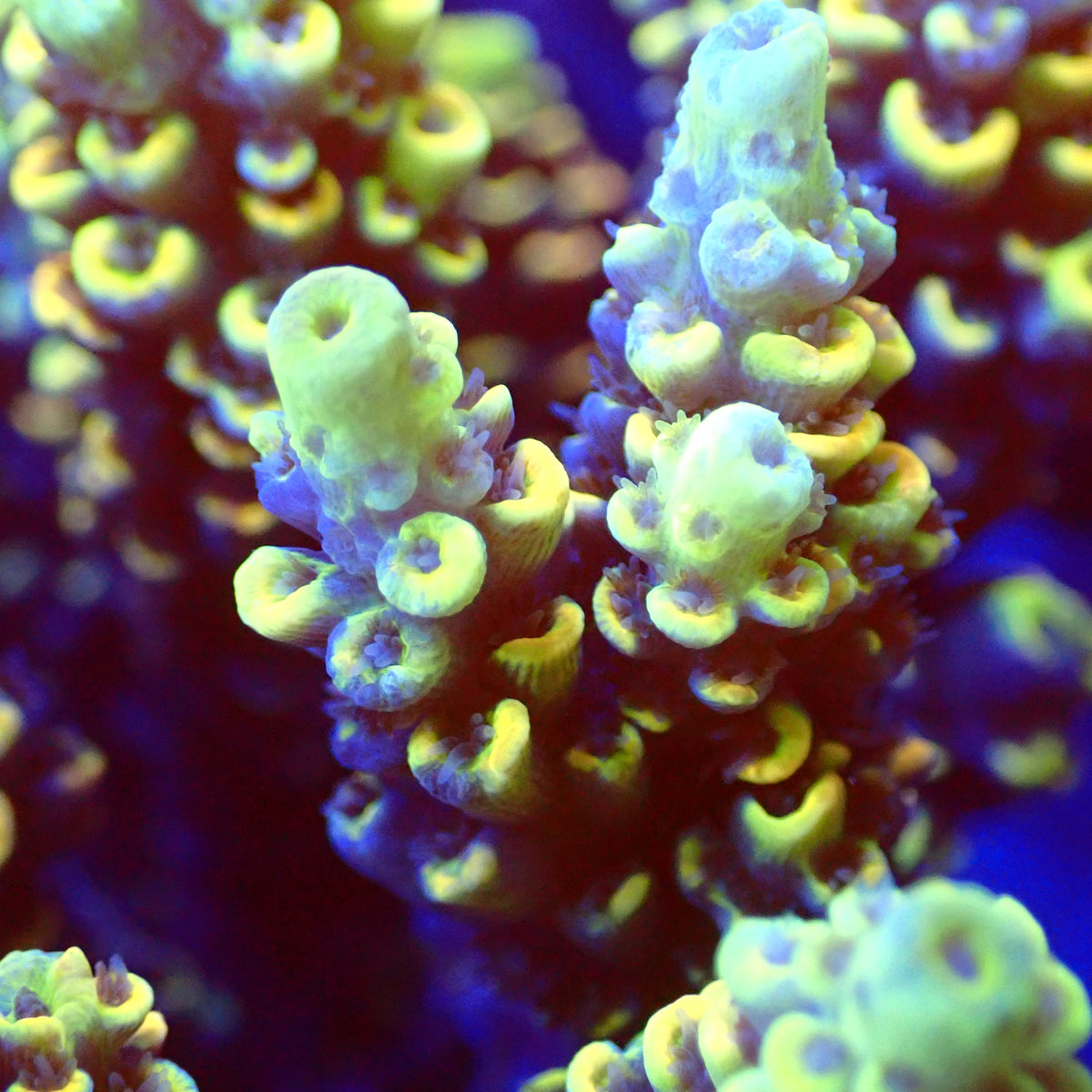 Acro Colony T3E7 macro