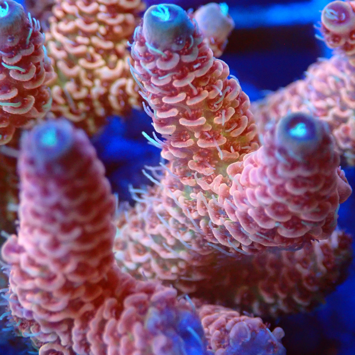 Acro Colony T3E8 macro