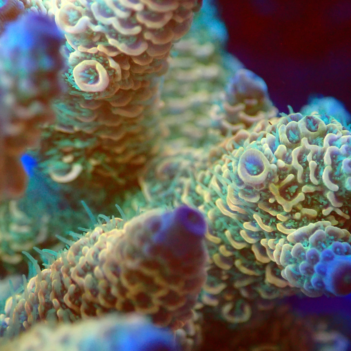 Acro Colony T3E9 macro