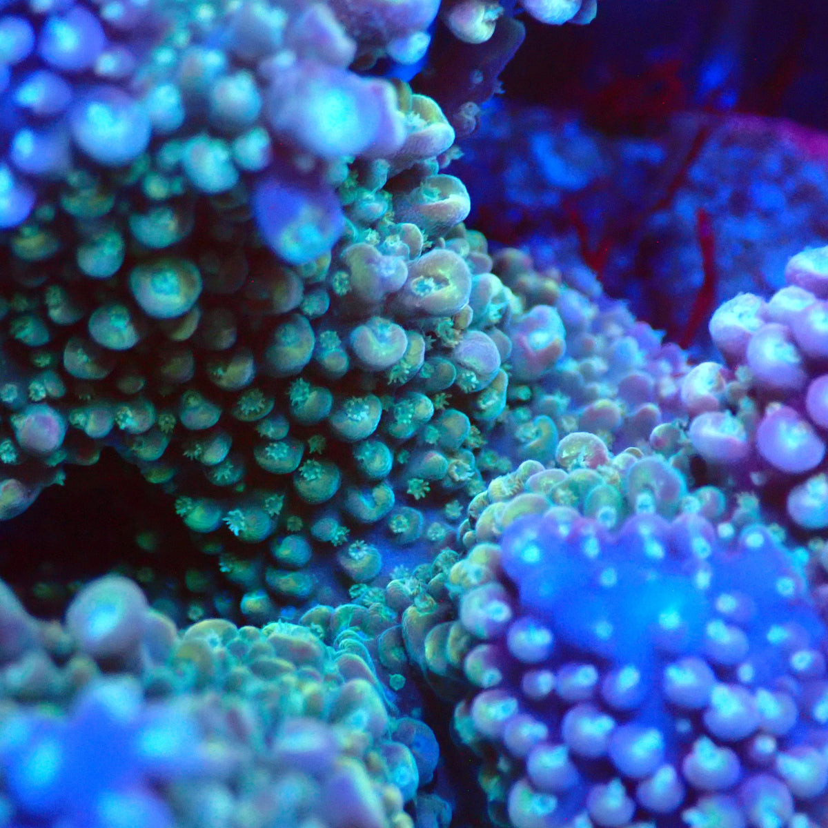 Acro Colony T3F1 macro