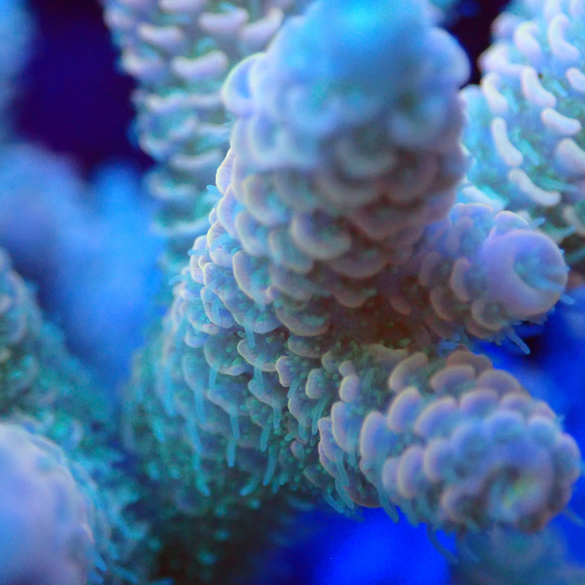 Acro Colony T3F10 macro