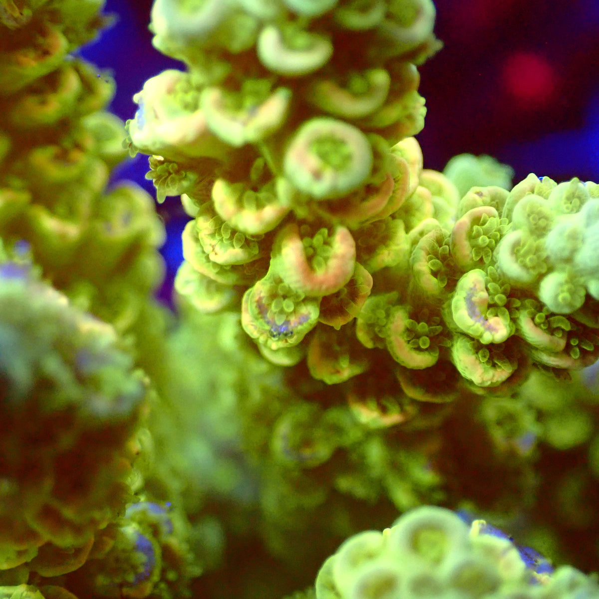 Acro Colony T3F11 macro