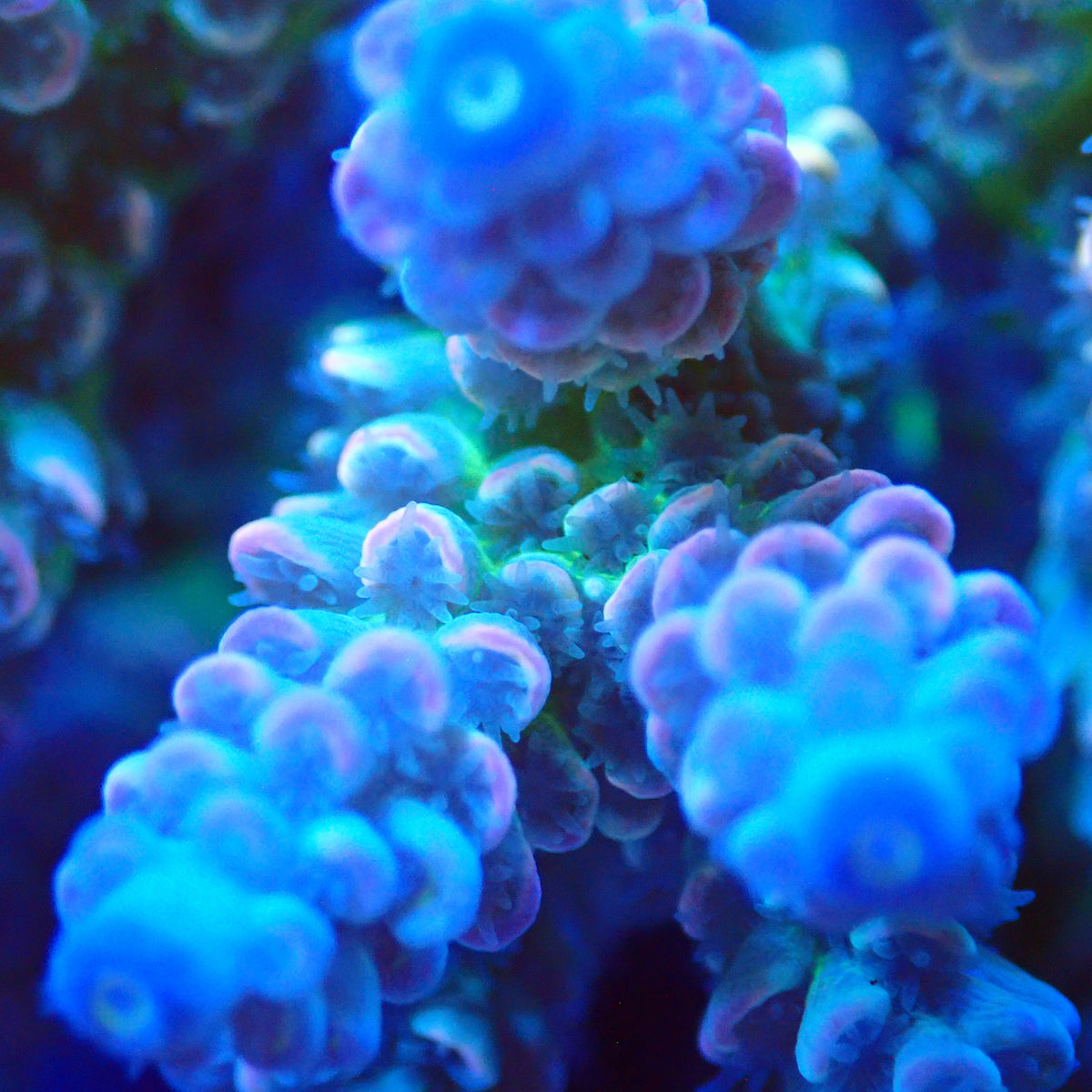 Acro Colony T3F2 macro