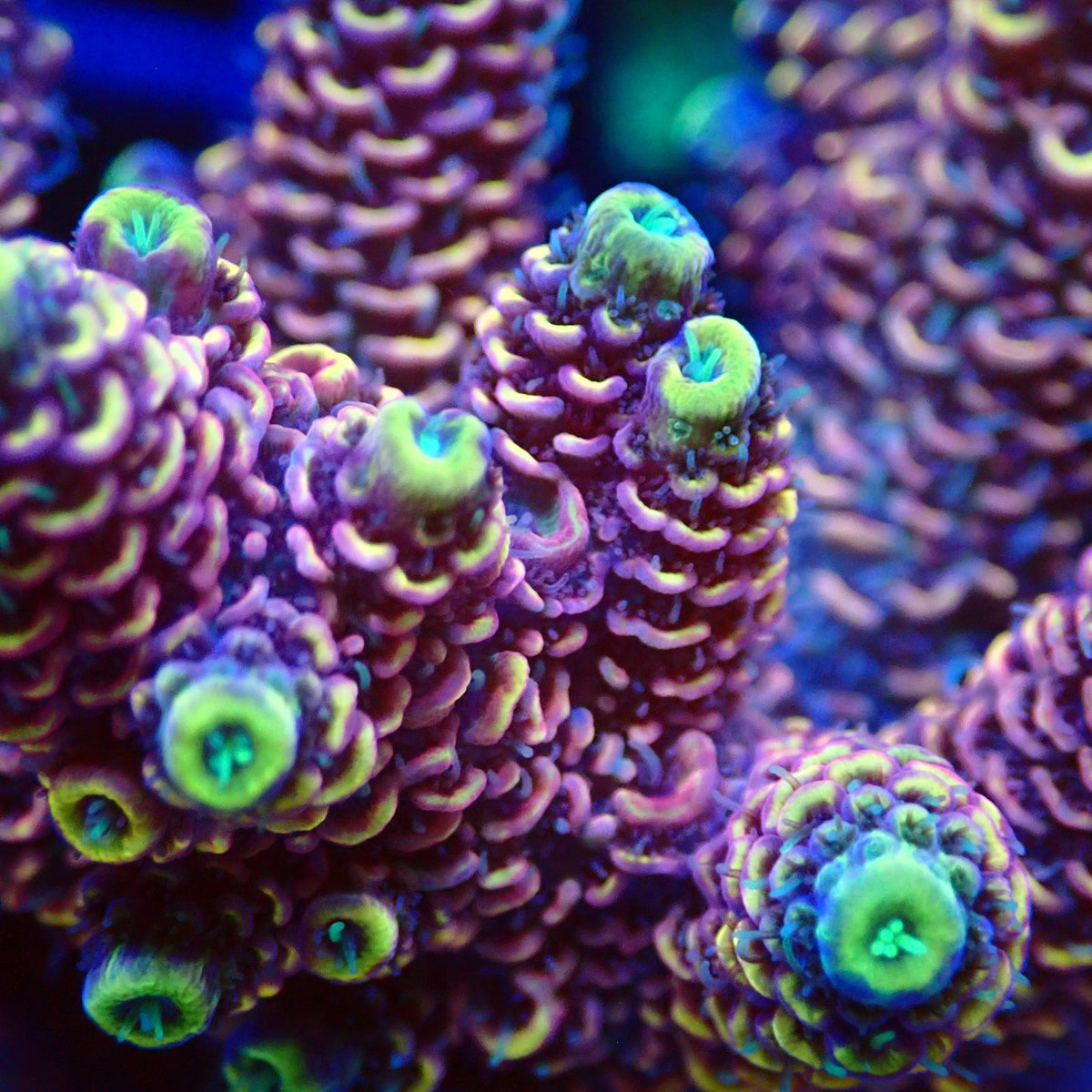 Acro Colony T3F3 macro