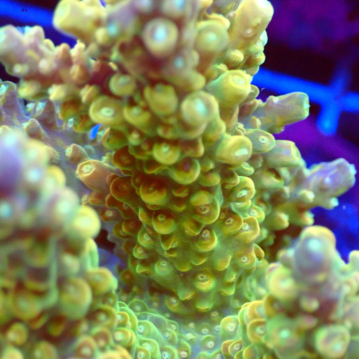 Acro Colony T3F4 macro