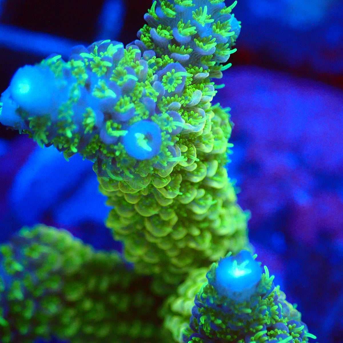 Acro Colony T3F5 macro
