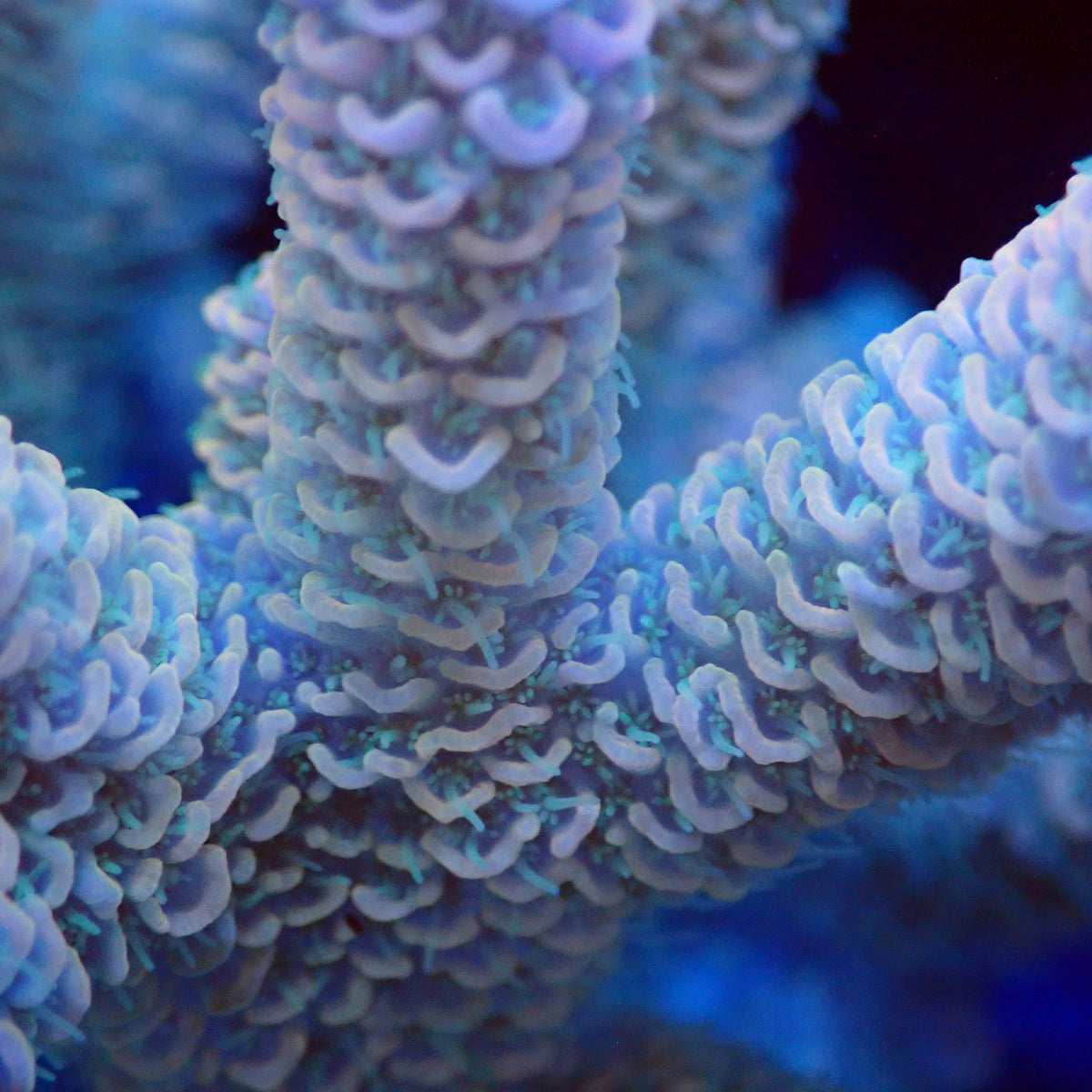 Acro Colony T3F6 macro
