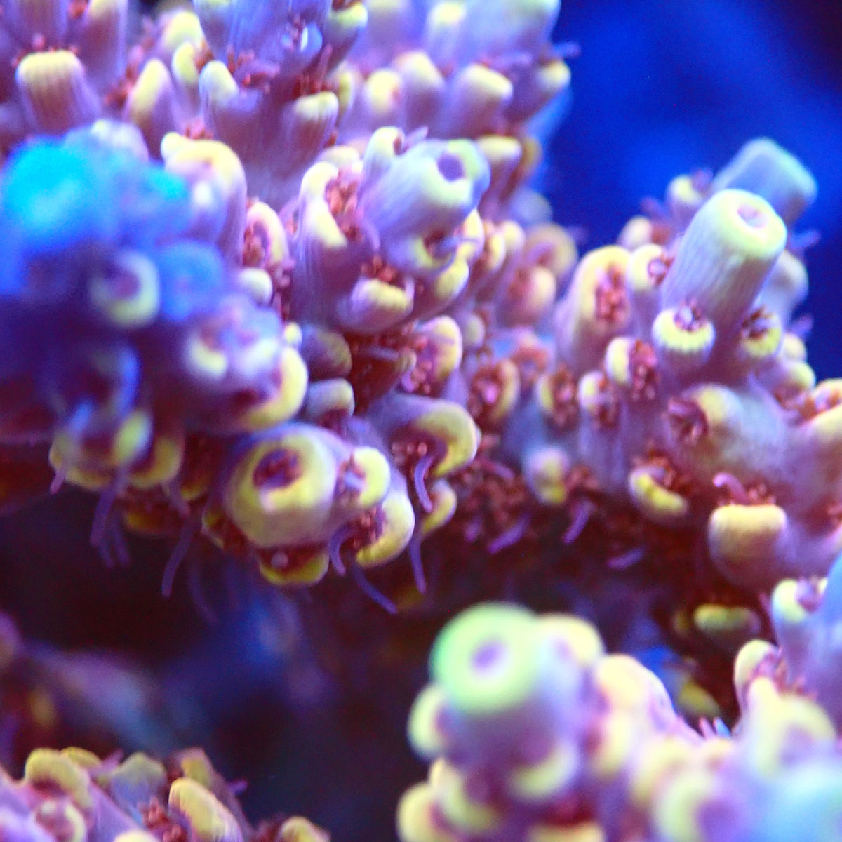 Acro Colony T3F7 macro
