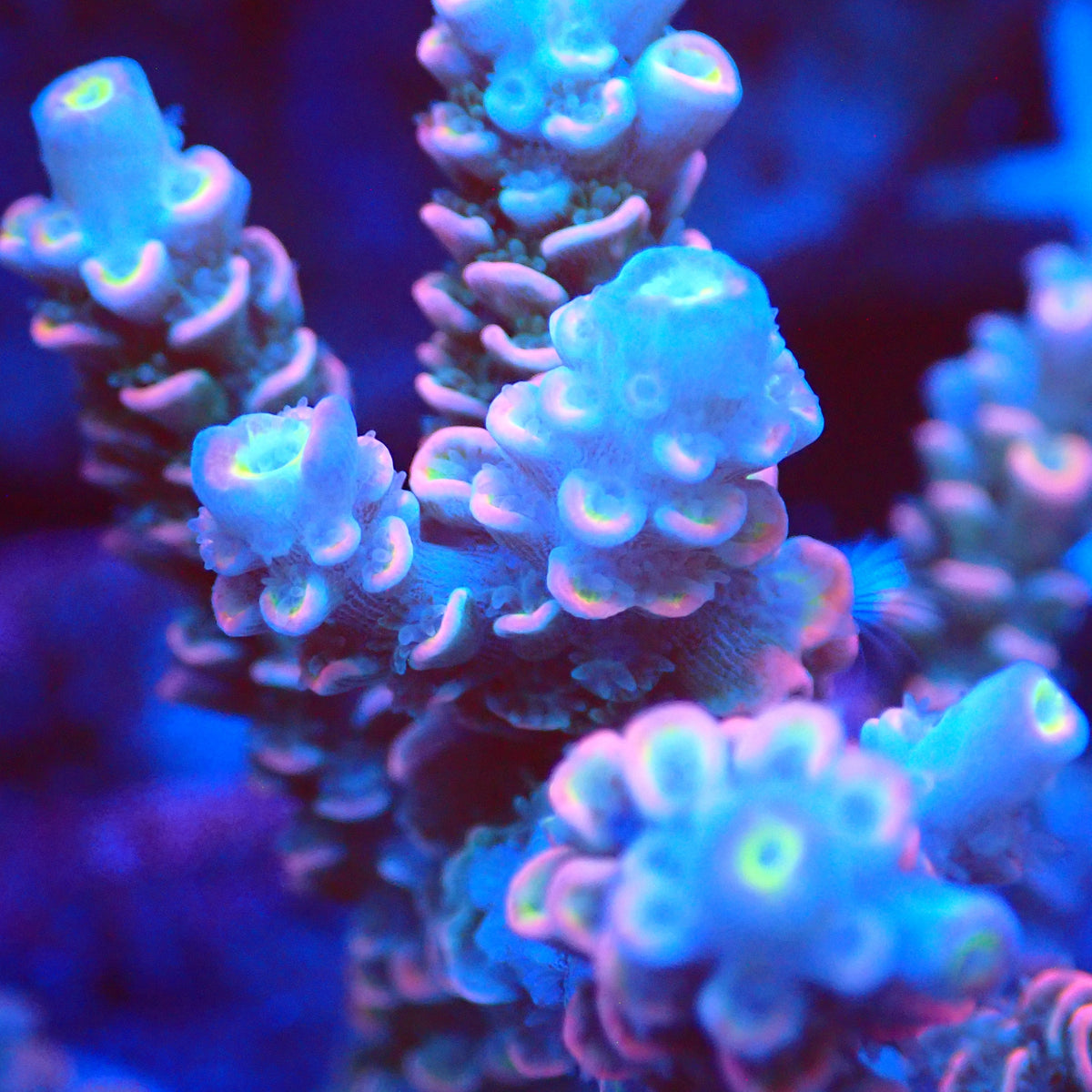 Acro Colony T3F8 macro