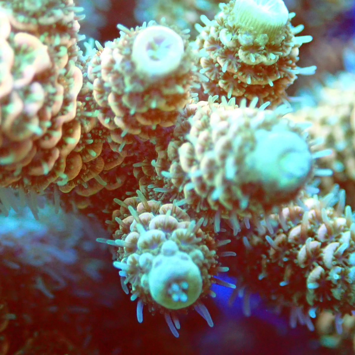 Acro Colony T3F9 macro