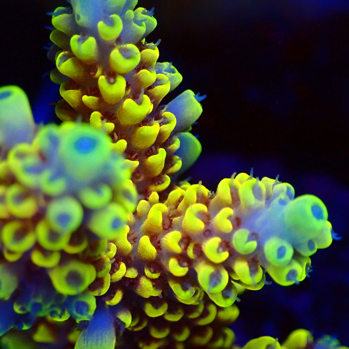 Acro Colony T3G1 macro