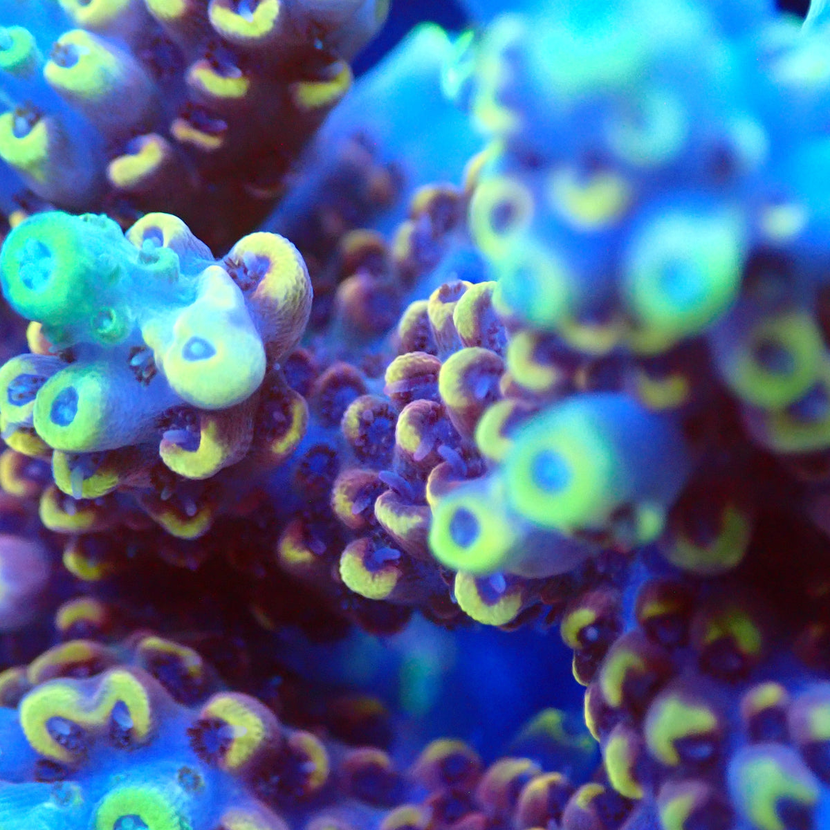 Acro Colony T3G10 macro