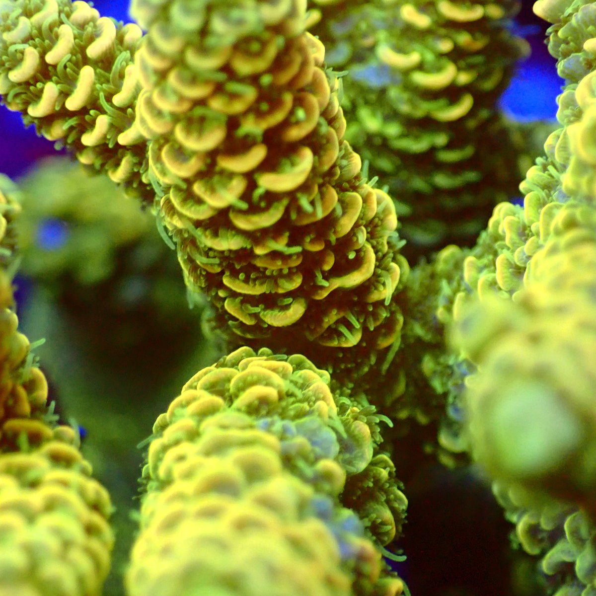 Acro Colony T3G11 macro