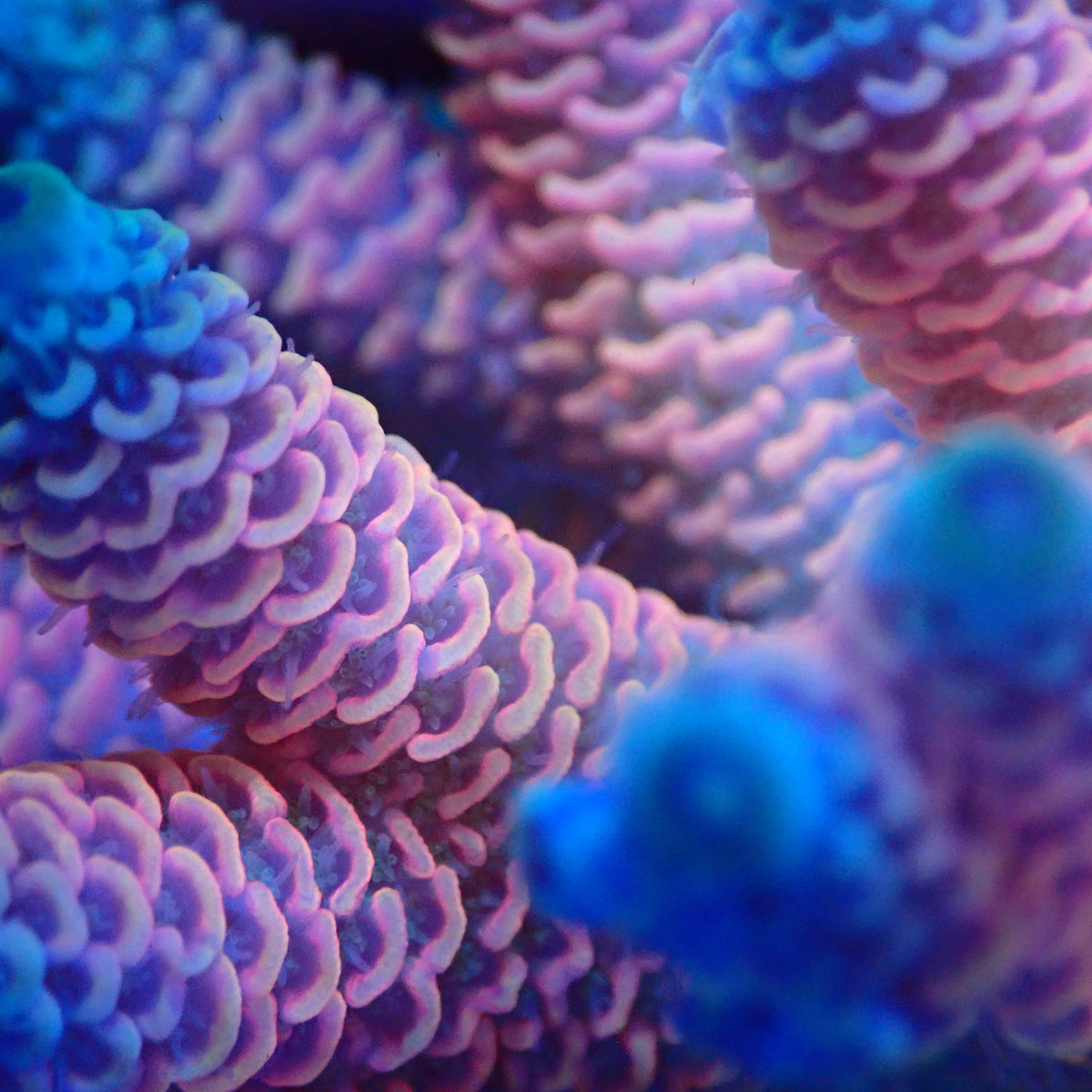 Acro Colony T3G2 macro