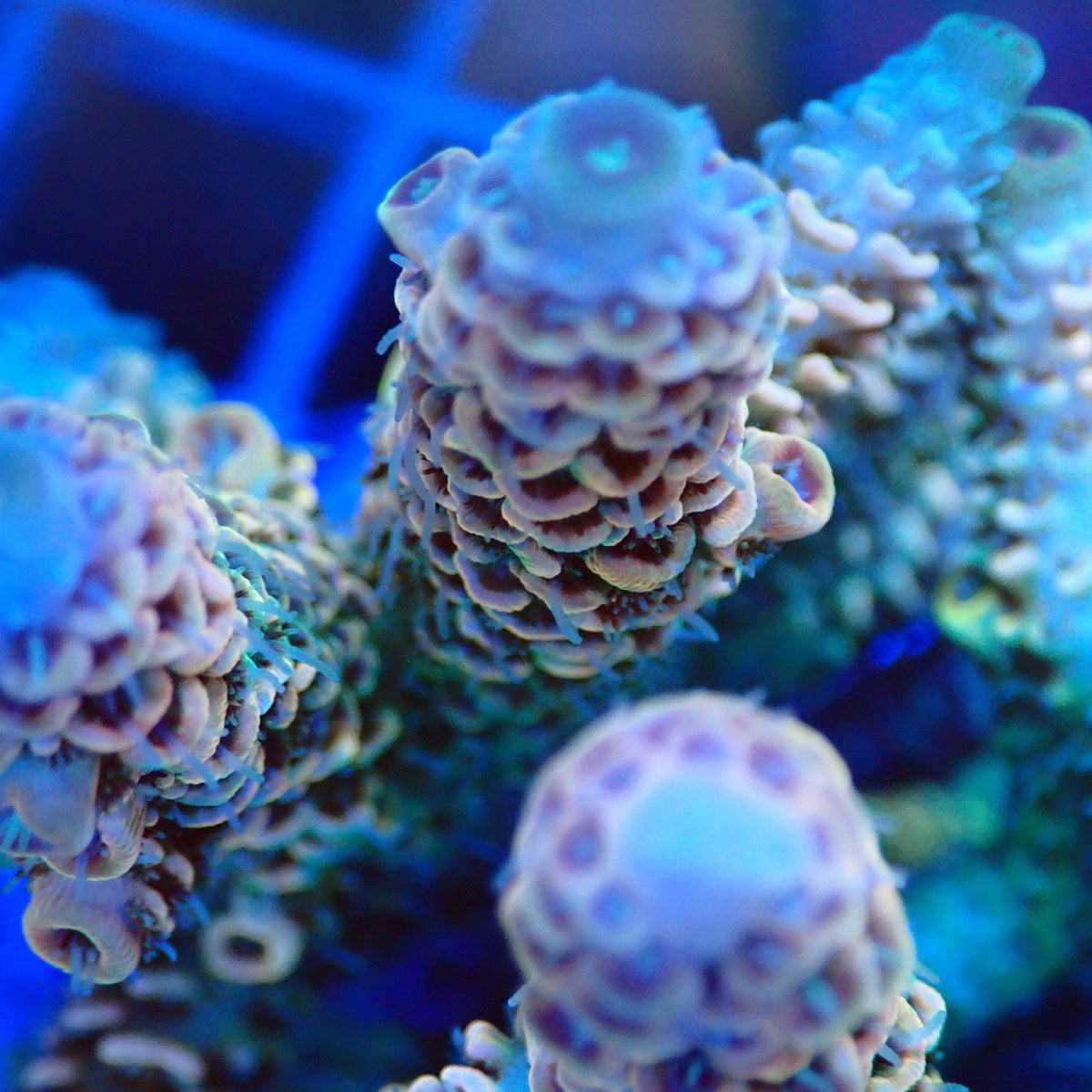 Acro Colony T3G3 macro