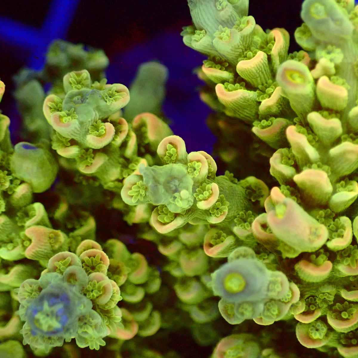Acro Colony T3G4 macro