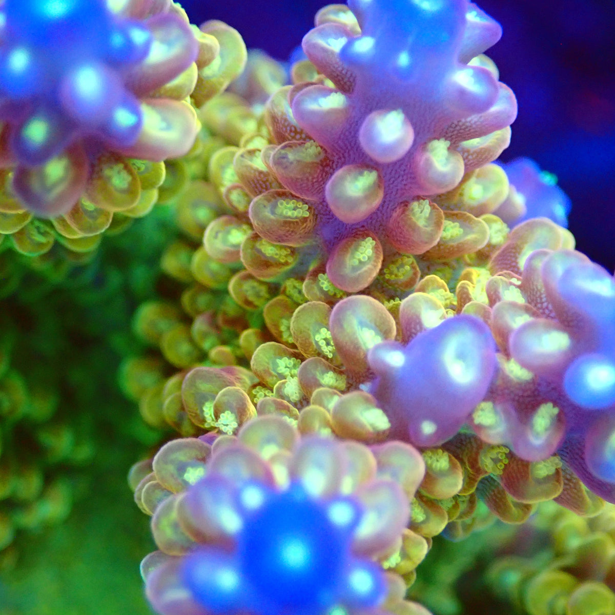 Acro Colony T3G5 macro