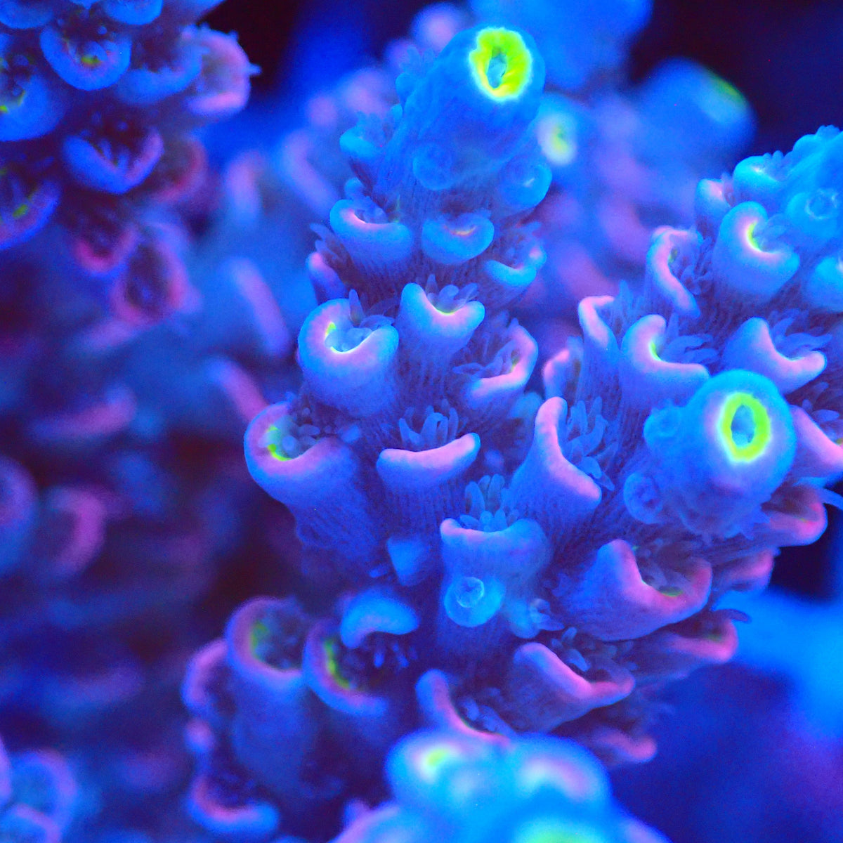 Acro Colony T3G6 macro