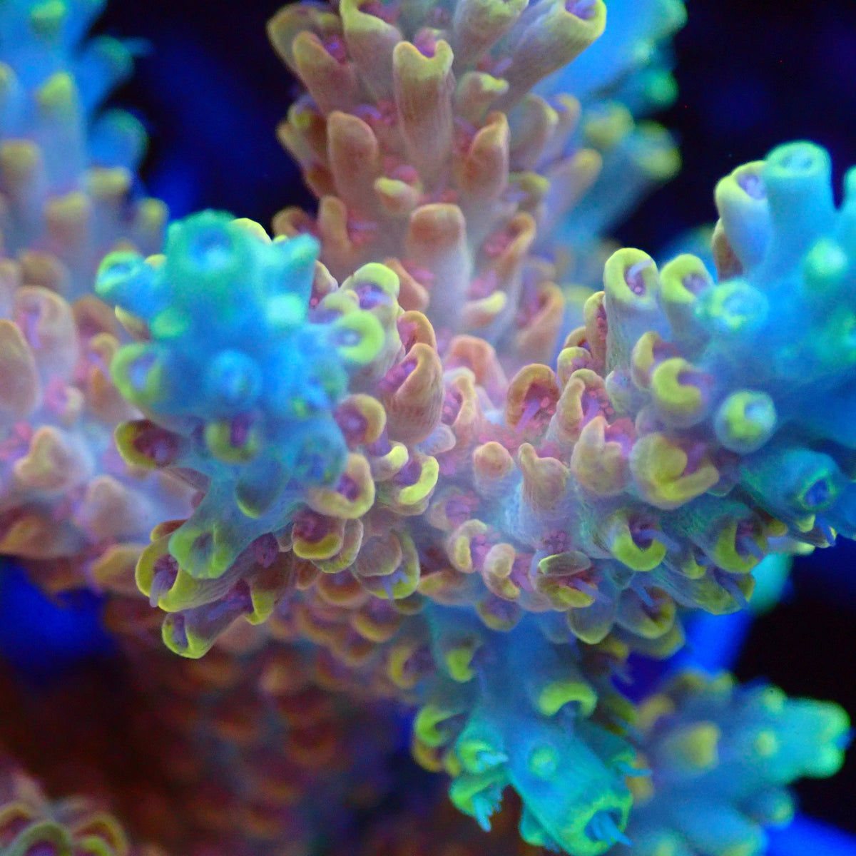 Acro Colony T3G7 macro