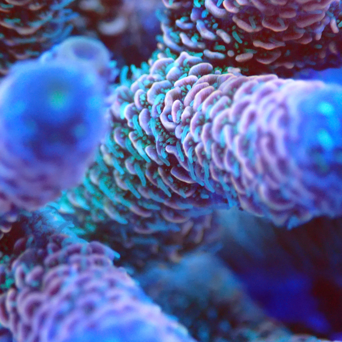 Acro Colony T3G8 macro