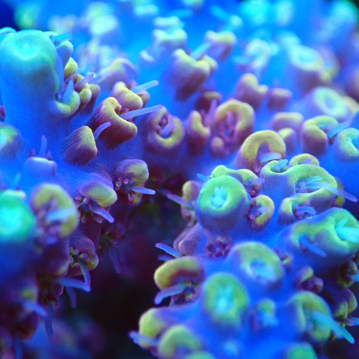 Acro Colony T3G9 macro