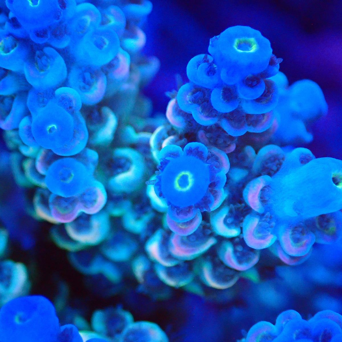 Acro Colony T3H1 macro
