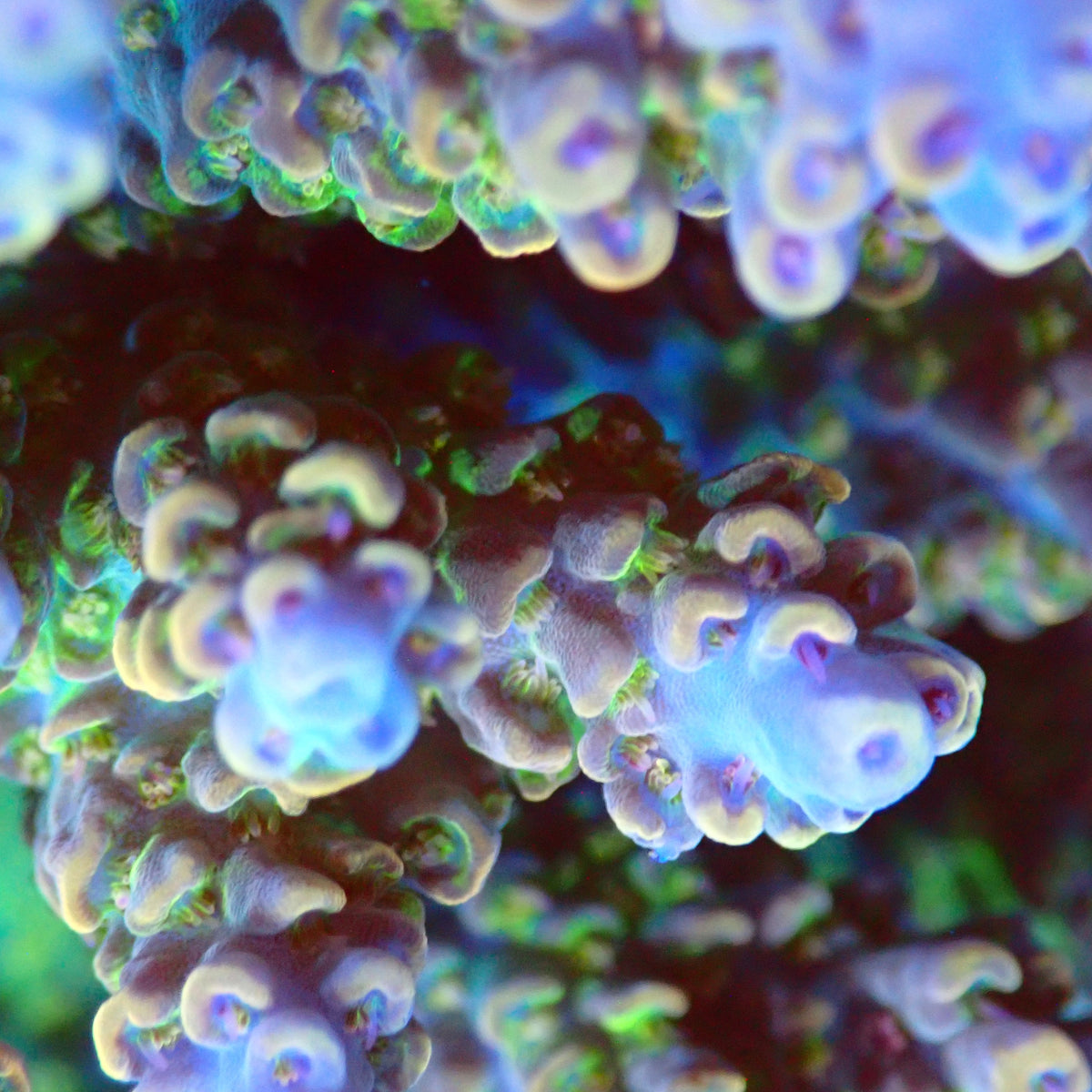 Acro Colony T3H2 macro