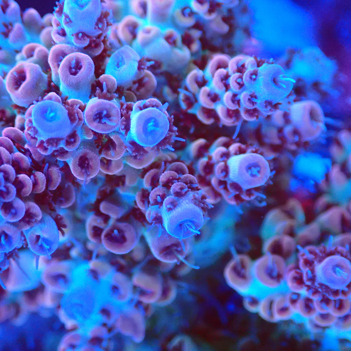 Acro Colony T3H3 macro