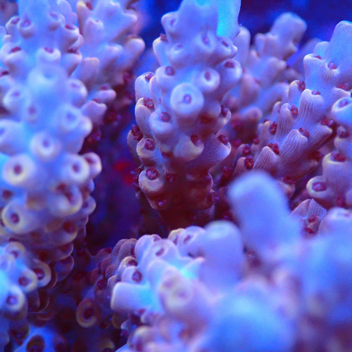 Acro Colony T3D10 macro