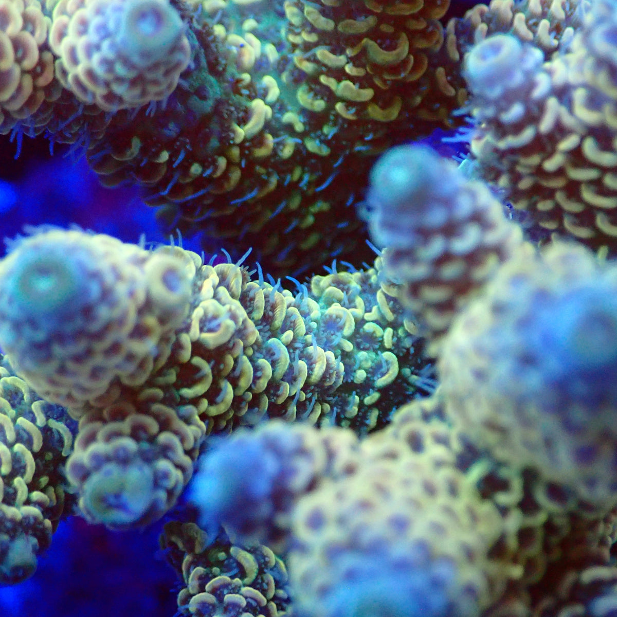 Acro Colony T3D11 macro