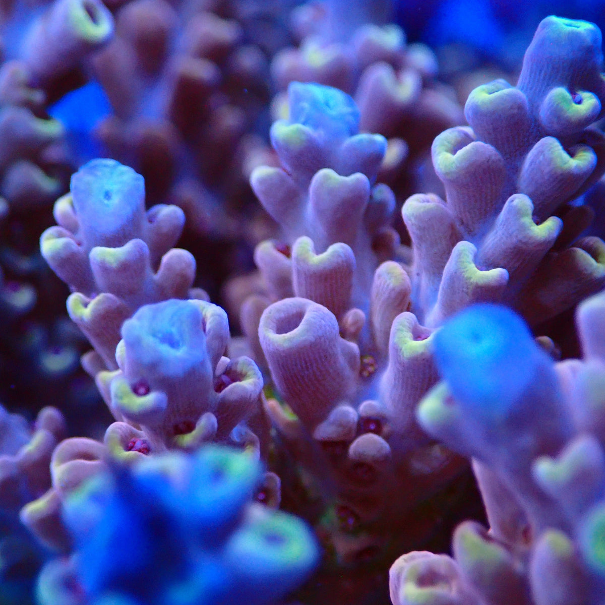 Acro Colony T3D12 macro
