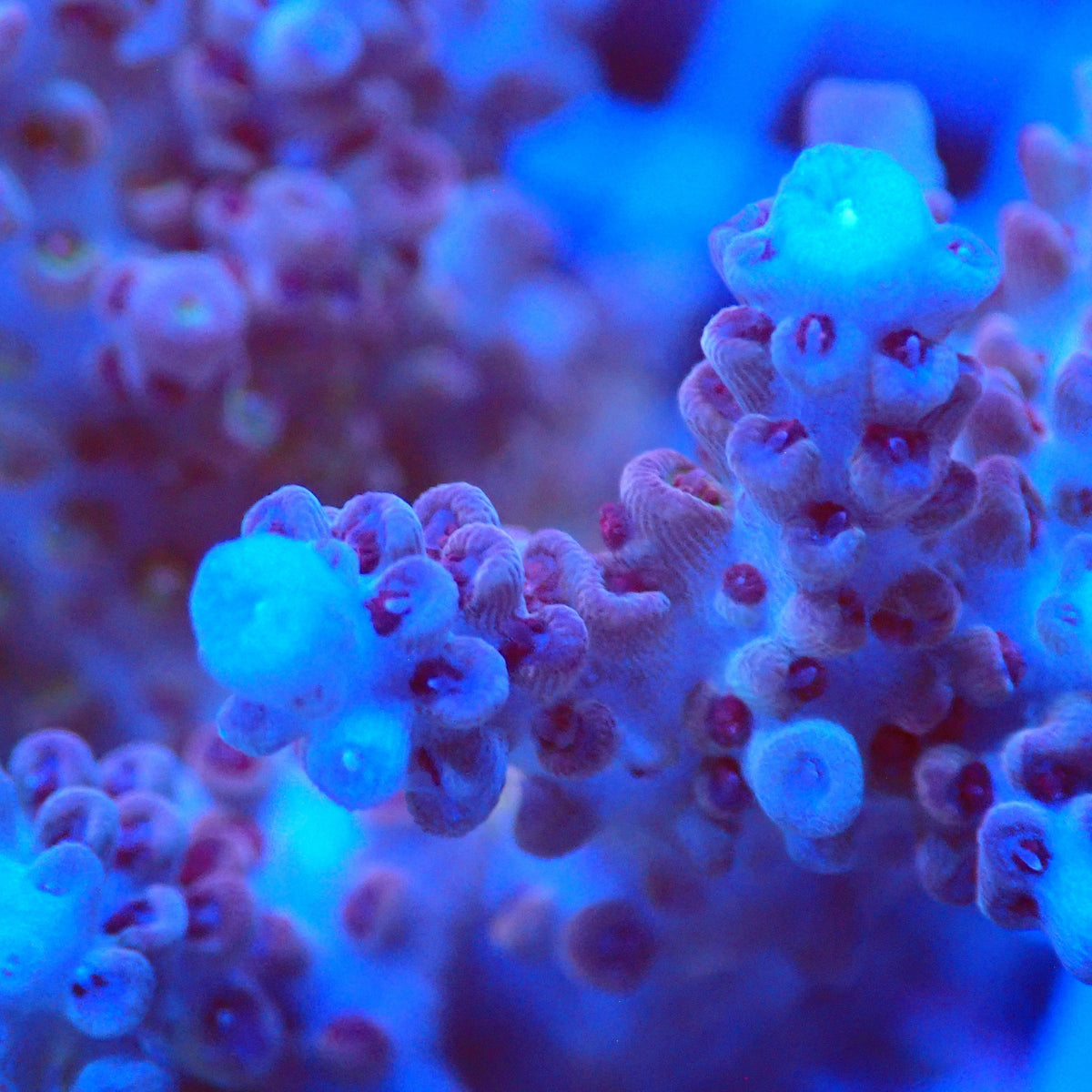 Acro Colony T3D13 macro