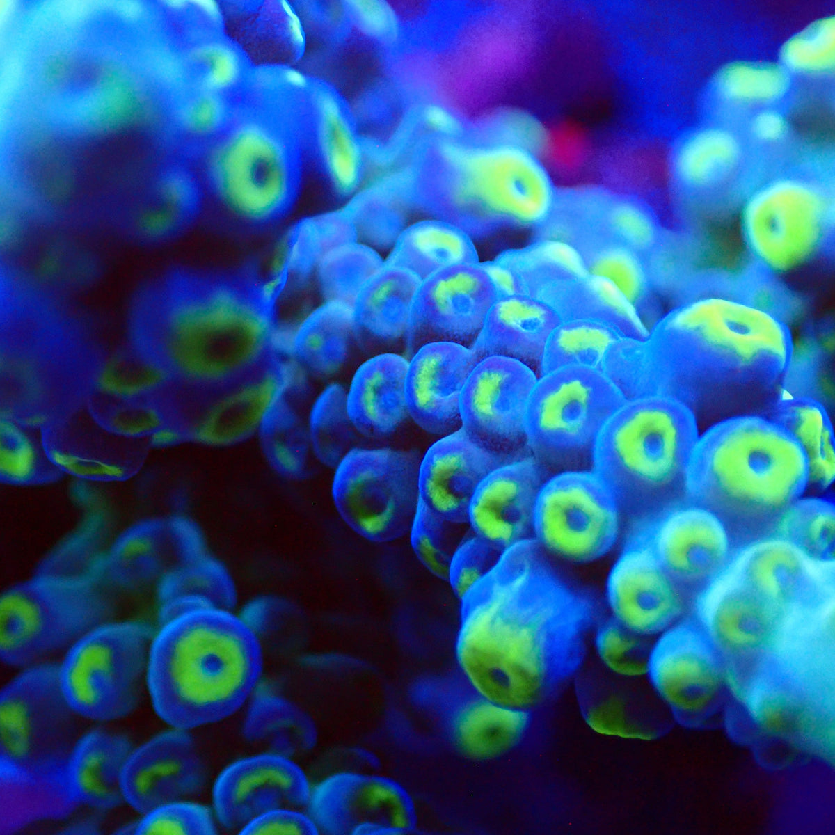 Acro Colony T3D1 macro