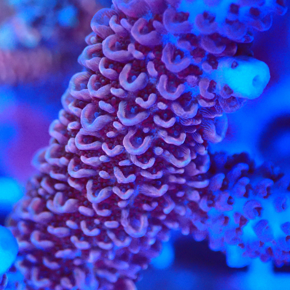 Acro Colony T3D2 macro