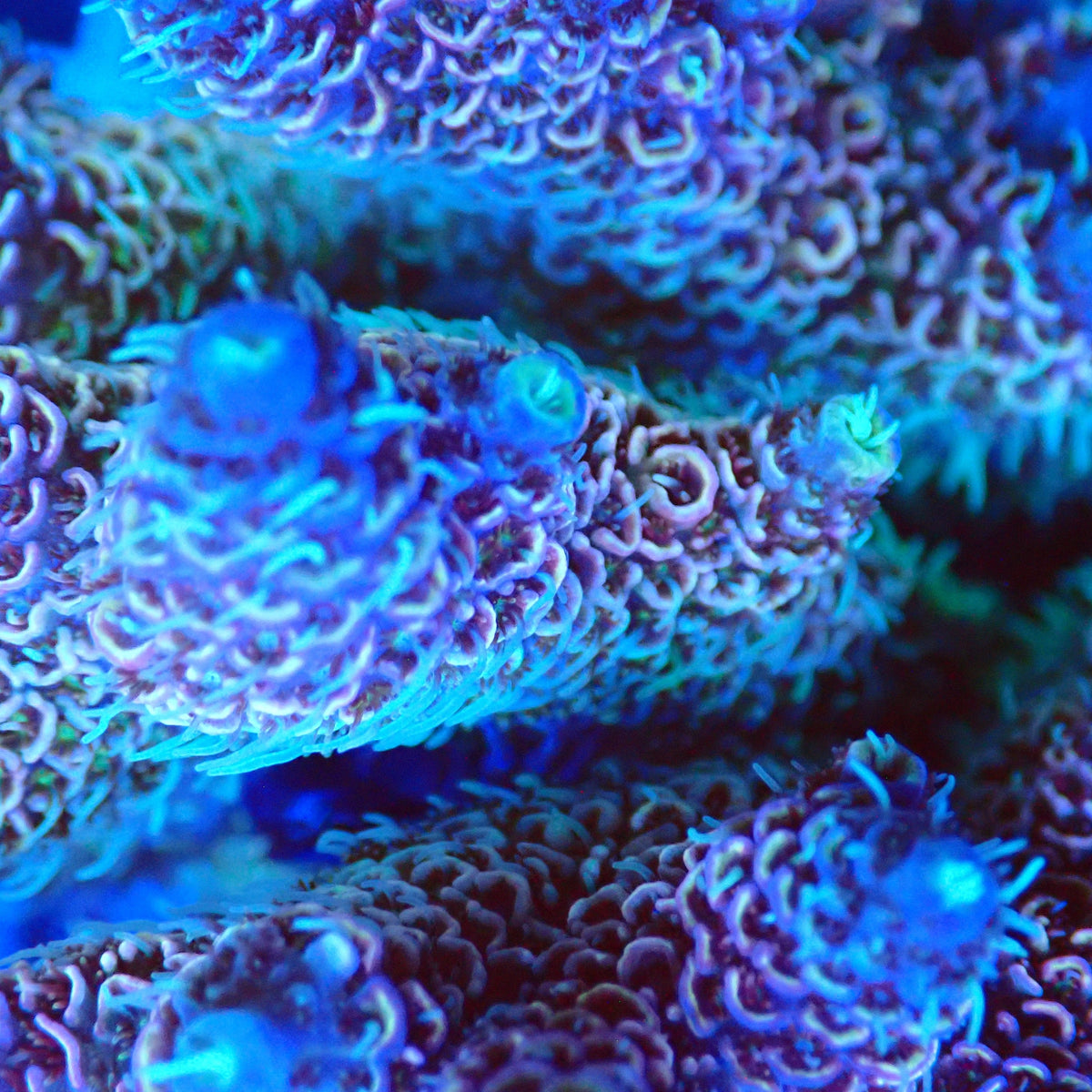 Acro Colony T3D3 macro