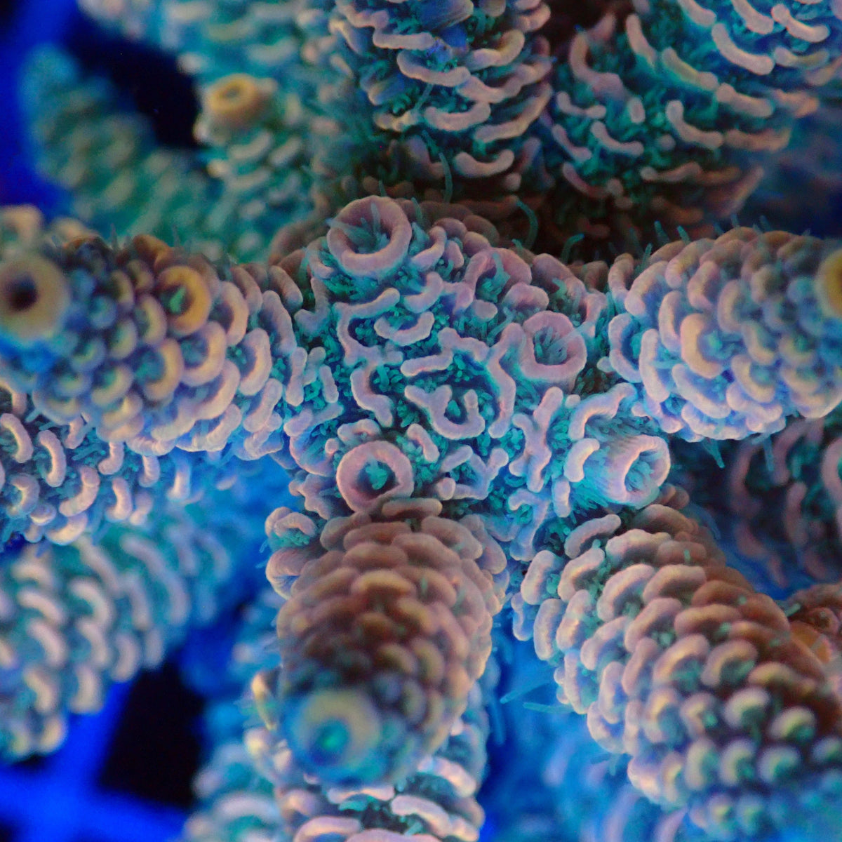 Acro Colony T3D4 macro