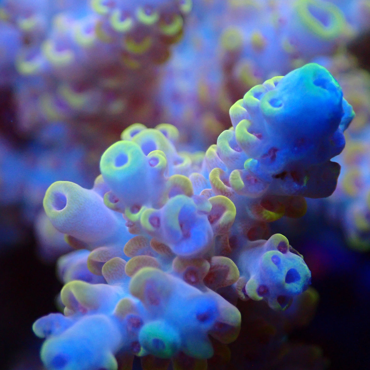 Acro Colony T3D5 macro
