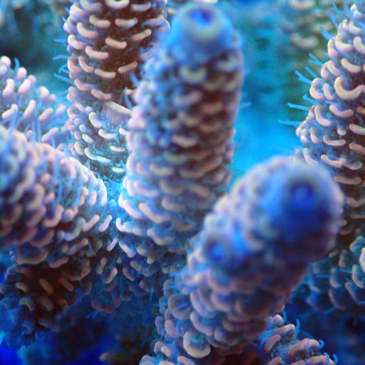Acro Colony T3D6 macro