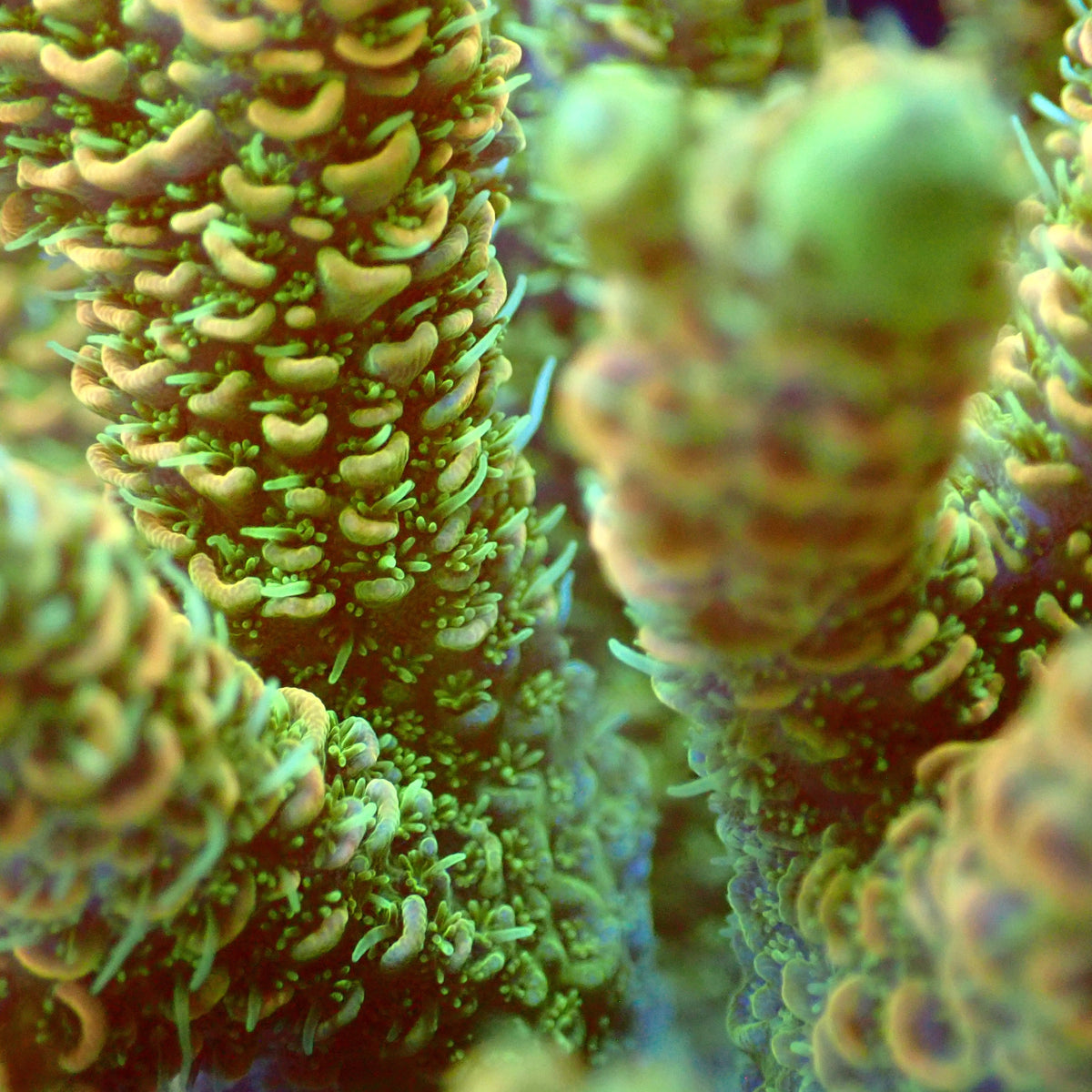 Acro Colony T3D7 macro